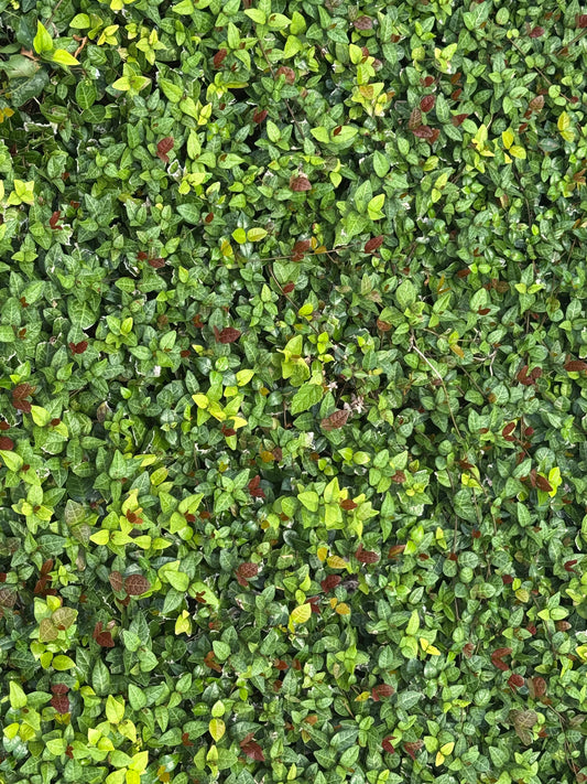 Living-in-Peace-A-Complete-Guide-to-Understanding-Its-True-Meaning .LinP|RinP.